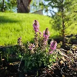 Füge Luxury&wellness 4* Balatonfüred