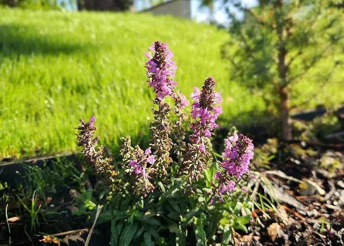 Fuege Luxury & Wellness 4* Balatonfüred