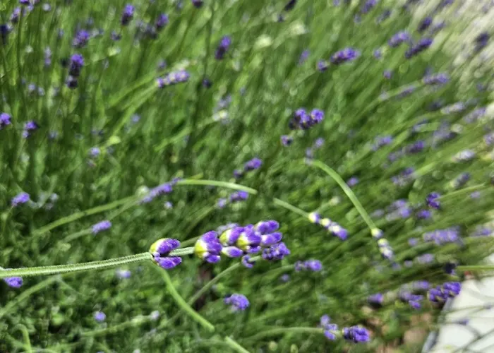 Fuege Luxury & Wellness