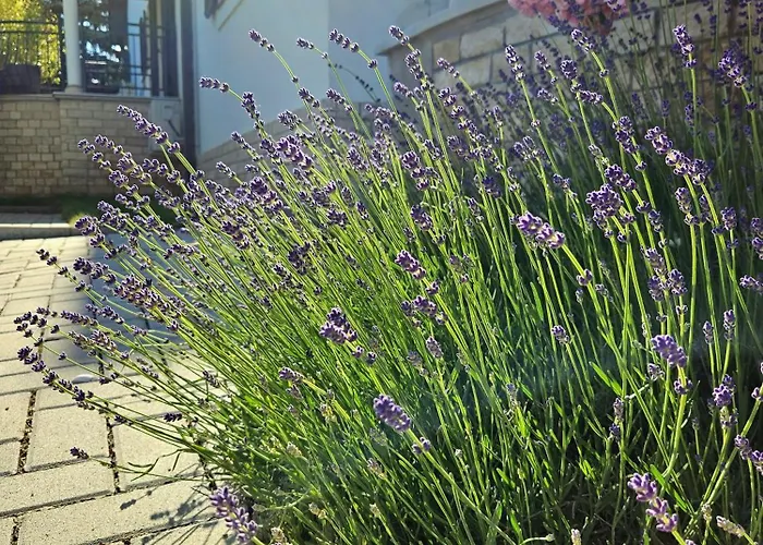 Fuege Luxury & Wellness Affittacamere Balatonfüred